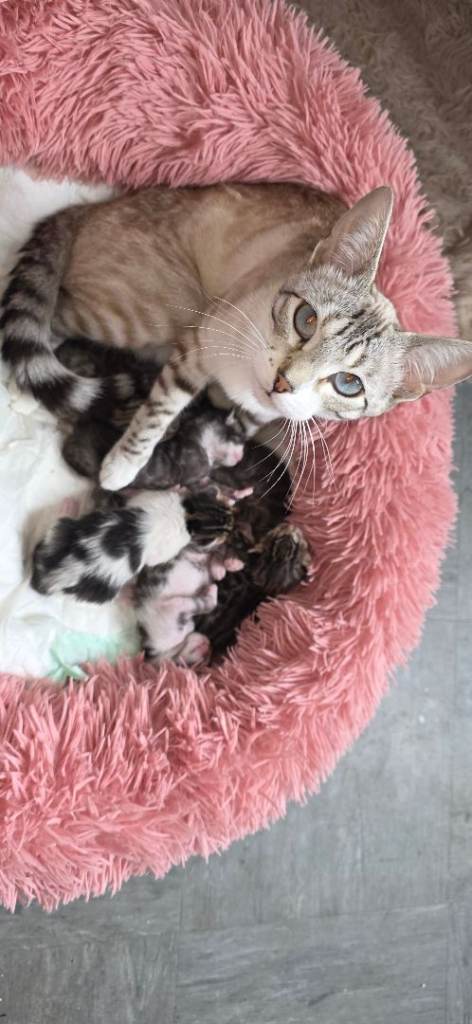 🐾 Beautiful Purebred Bengal Kittens – Now Available for Reservation 😺