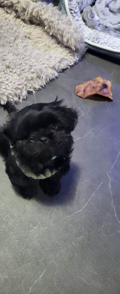 Beautiful 4 month old Shihtzu male imperial 