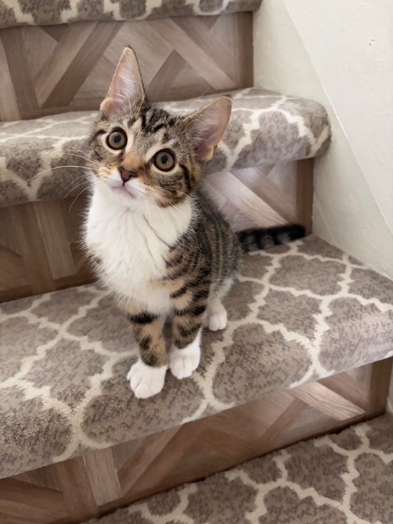 cute cate