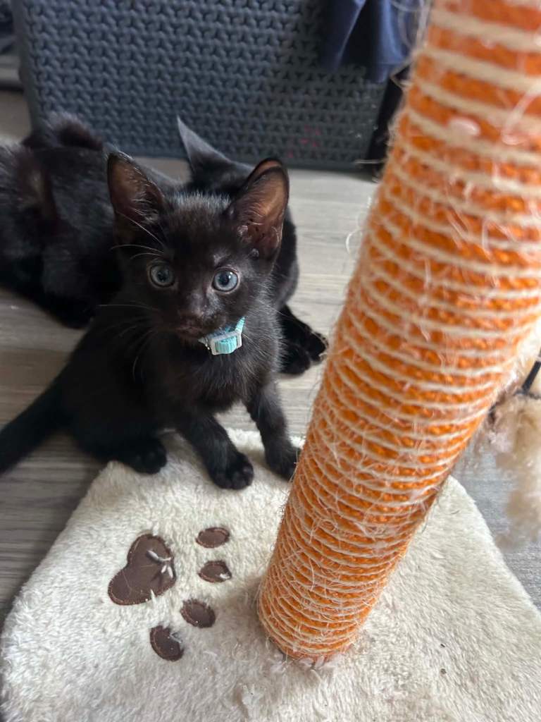 2 playfull male  kittens