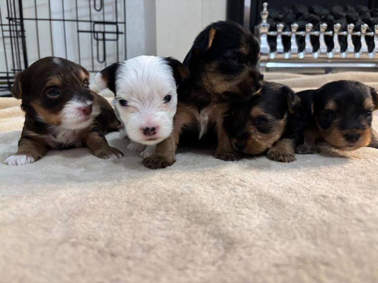 🐶 Rare coloured purebred Yorkshire terriers 🐶