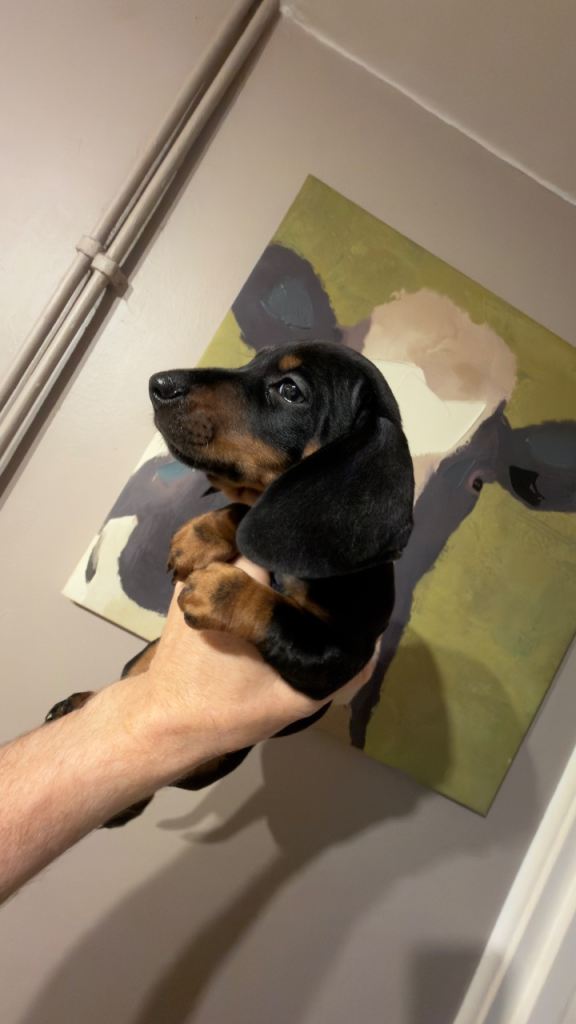 Beautiful Miniature Dachshunds Puppies Ready Now