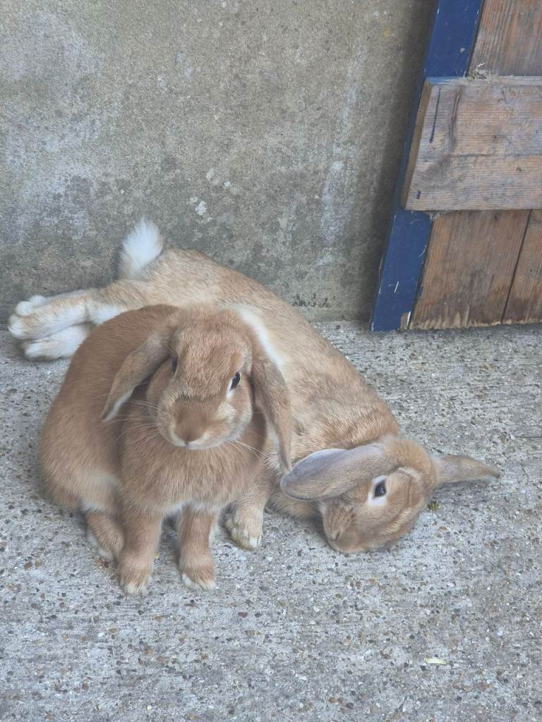 Bonded pair Rabbits