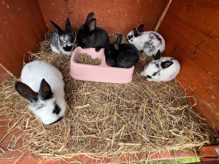 English Spot Lionhead Rabbits 