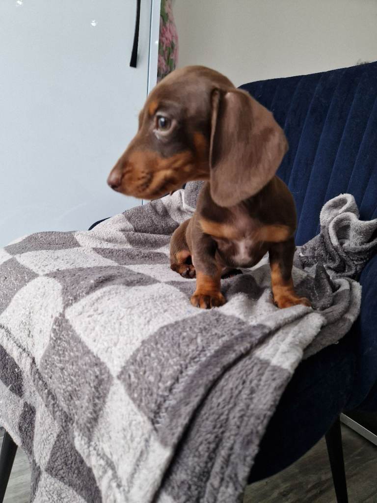 🩷LAST GIRL READY NOW🩷 Miniature Dachshund Puppy
