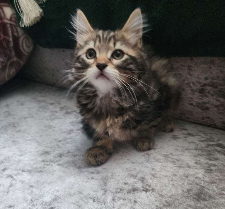 9 week old furry kitten
