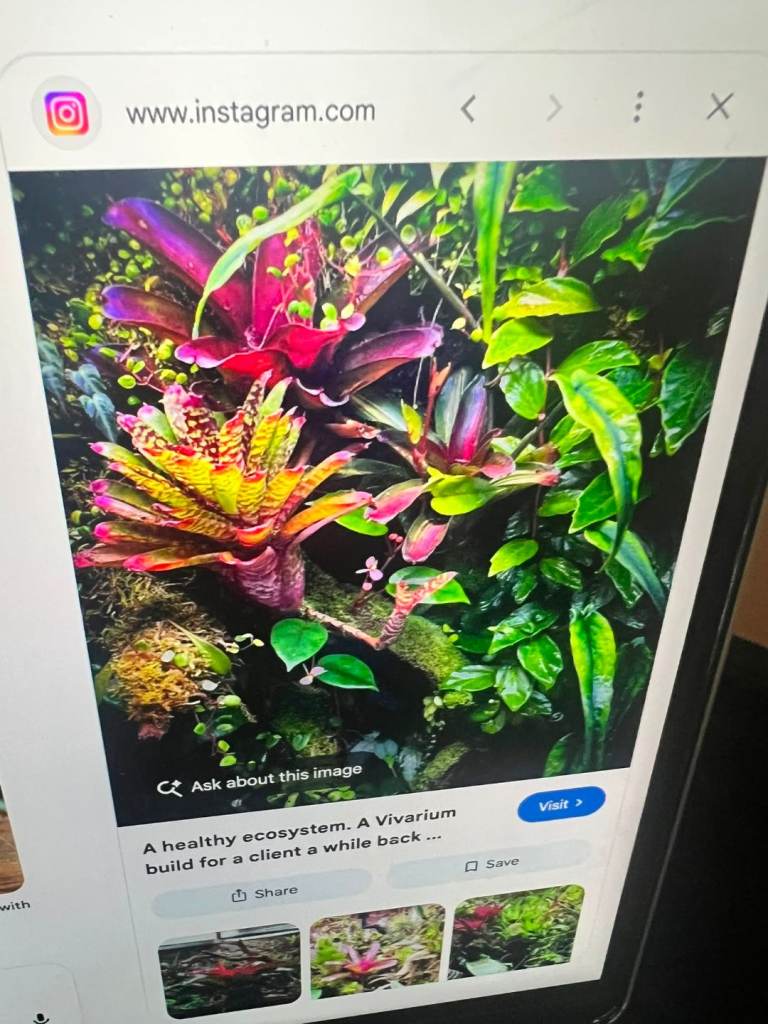 🌿 BESPOKE BIOACTIVE VIVARIUMS – YOUR OWN LIVING RAINFOREST 🌿