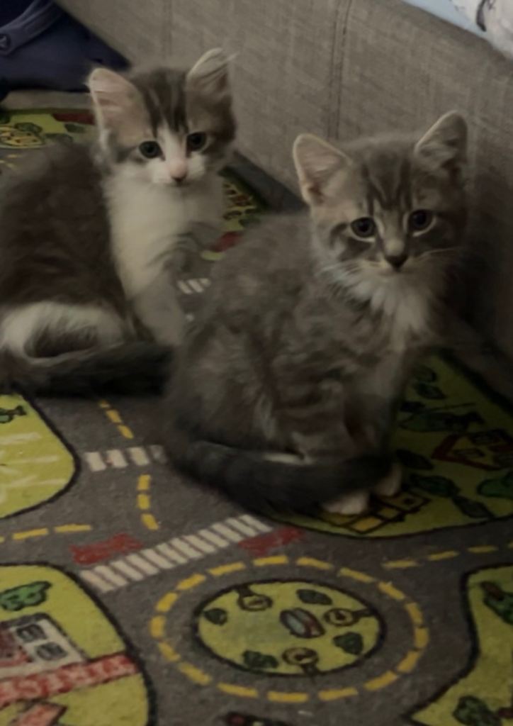 Blue tabby flufy kittens  3 left  all girls
