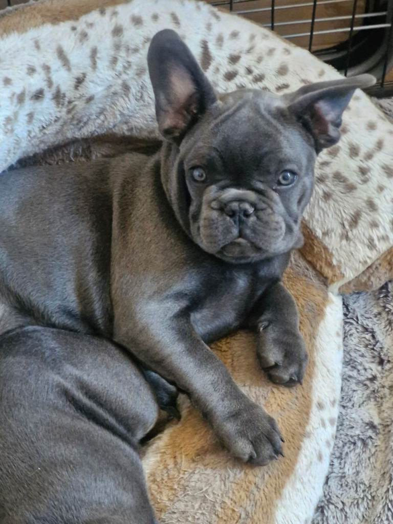French bulldog 
