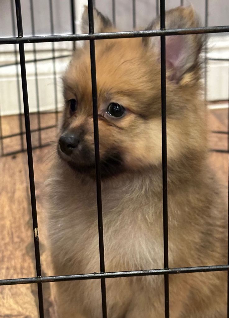  Beautiful  Pomeranian puppies sells 