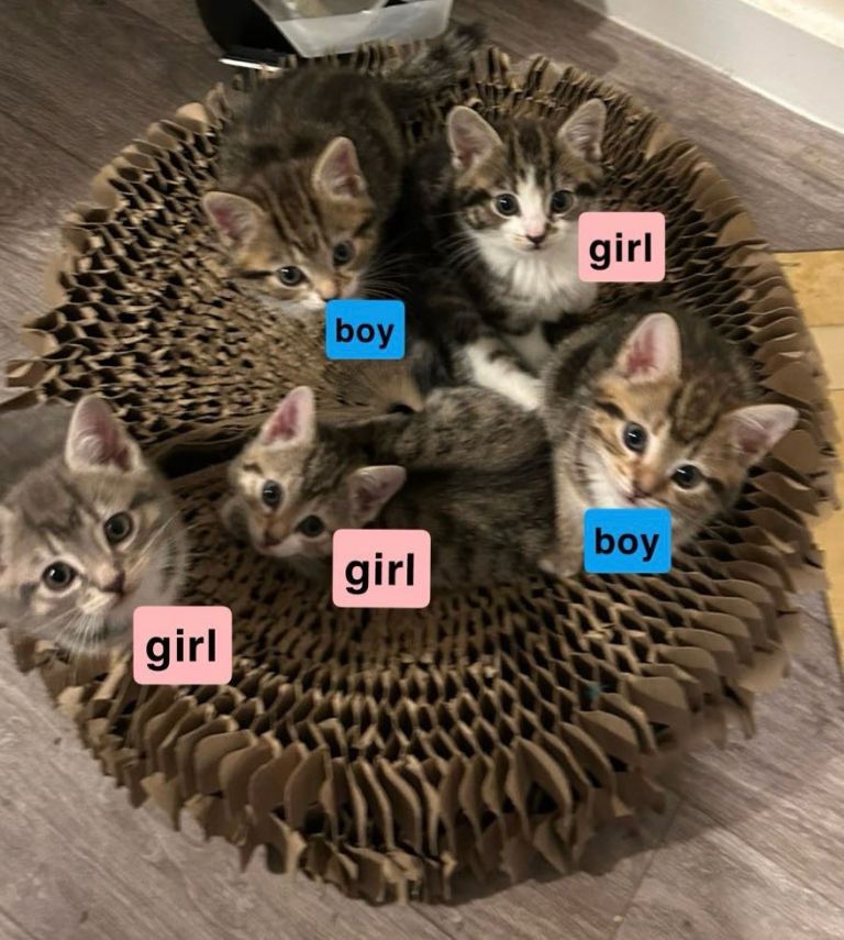 5 Shorthair Tabby Kittens