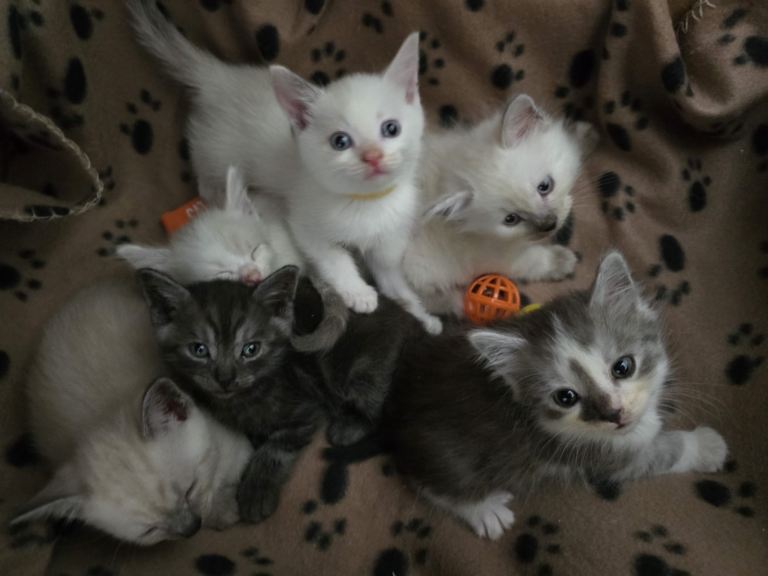 6 beautiful ragdoll X kittens 