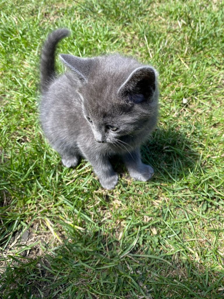 Kittens