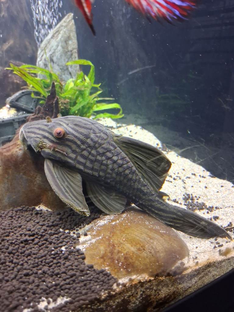 Royal Pleco Tropical Fish