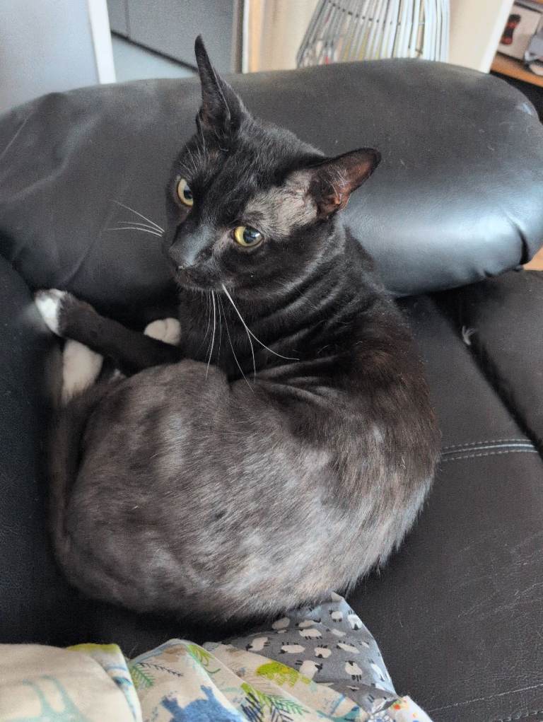Lovely cat