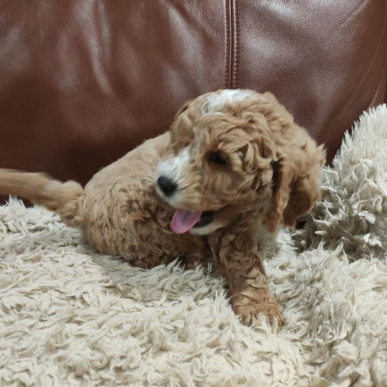 Miniature Cockapoo puppies 1 boy remaining 