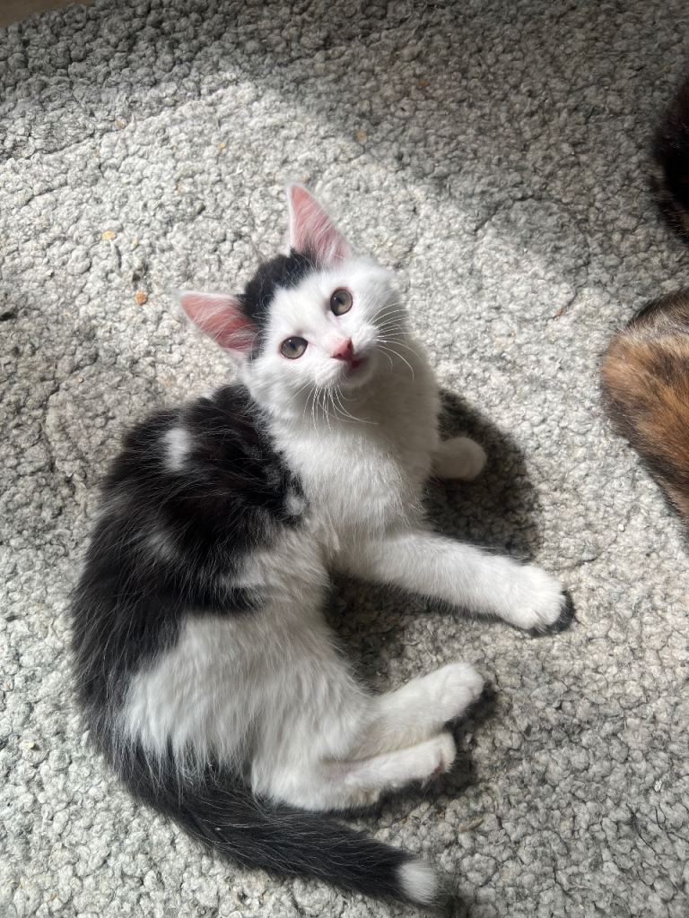3 lovely kittens looking for their forever homes 