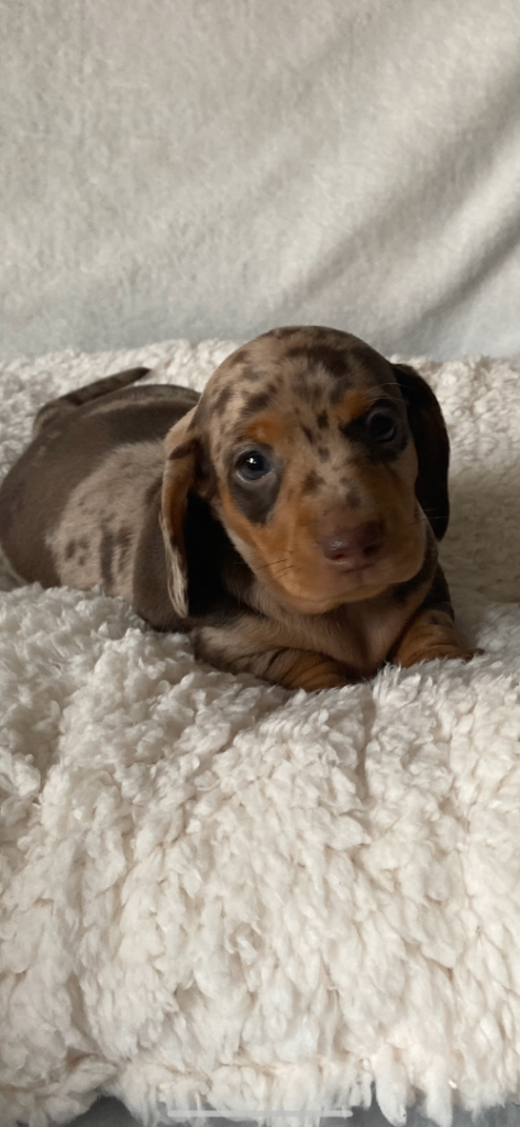 Kc Miniture Dachshund puppies 