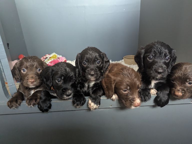 Beautiful Sprocker Puppies 