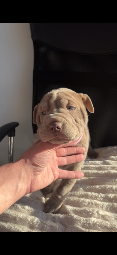 Bull-Pei pups🐶