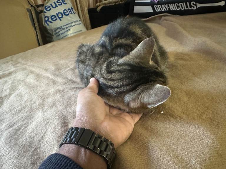 🐱 Beautiful Female Tabby Cat – Loving Forever Home Wanted ❤️