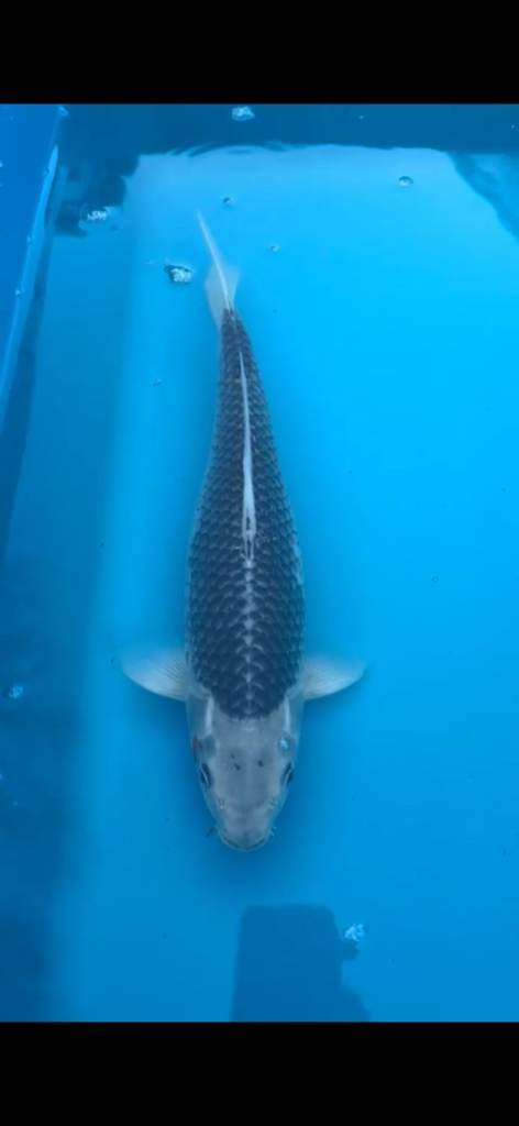 Bargain price Japanese koi for sale