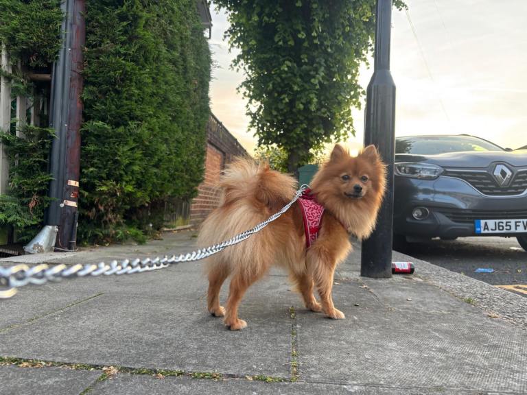 Coco