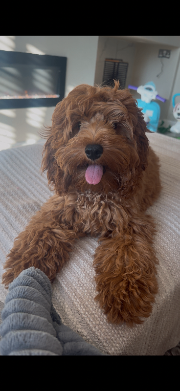 F1 Cockapoo 6 months old 