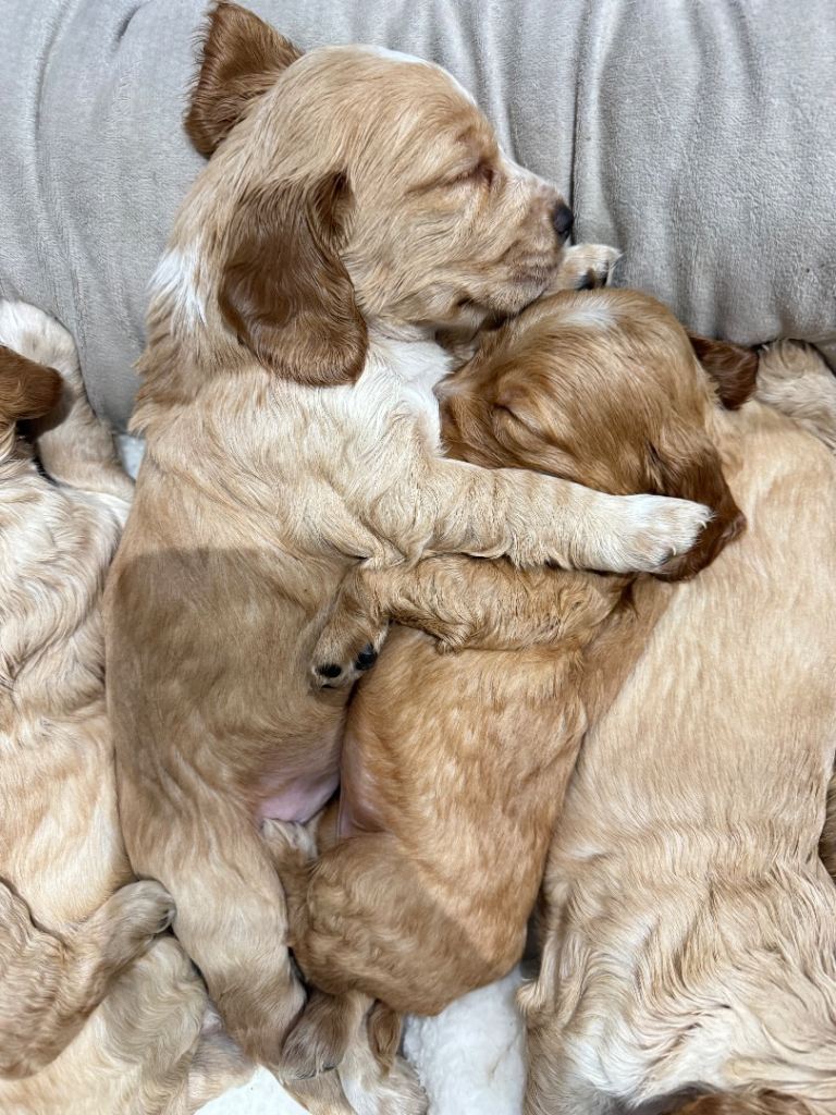 Cocker spaniel puppies for sale 