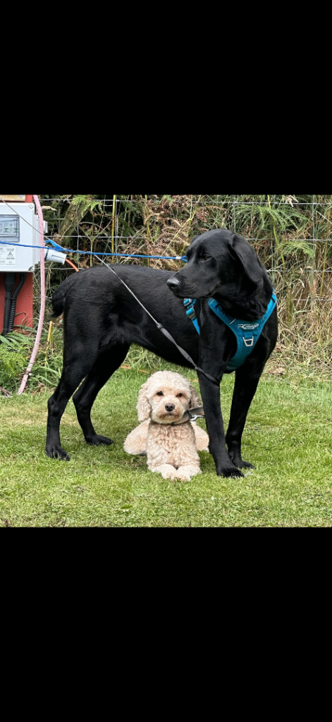 Cockerpoo golden and black lab 