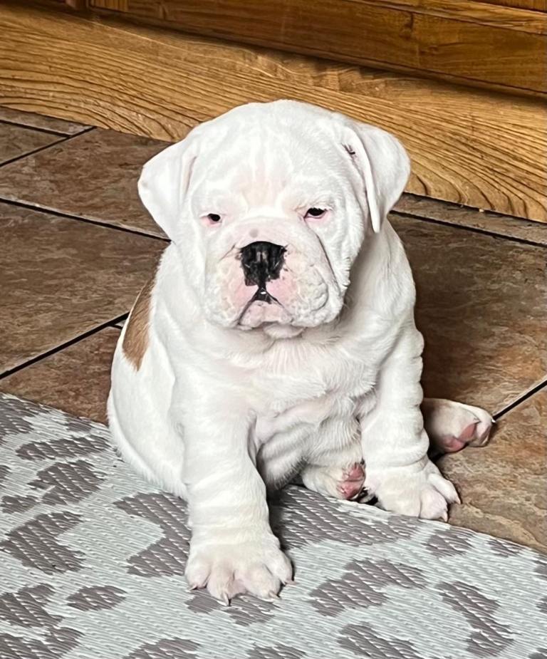 BULLDOG PUPS 