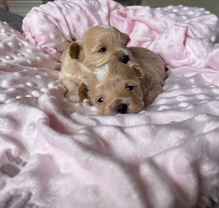Beautiful Maltipoo Boy – Ready From 8 Weeks Old