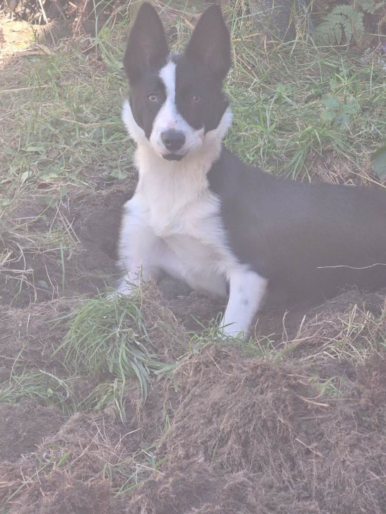 7 month old female Border collie
