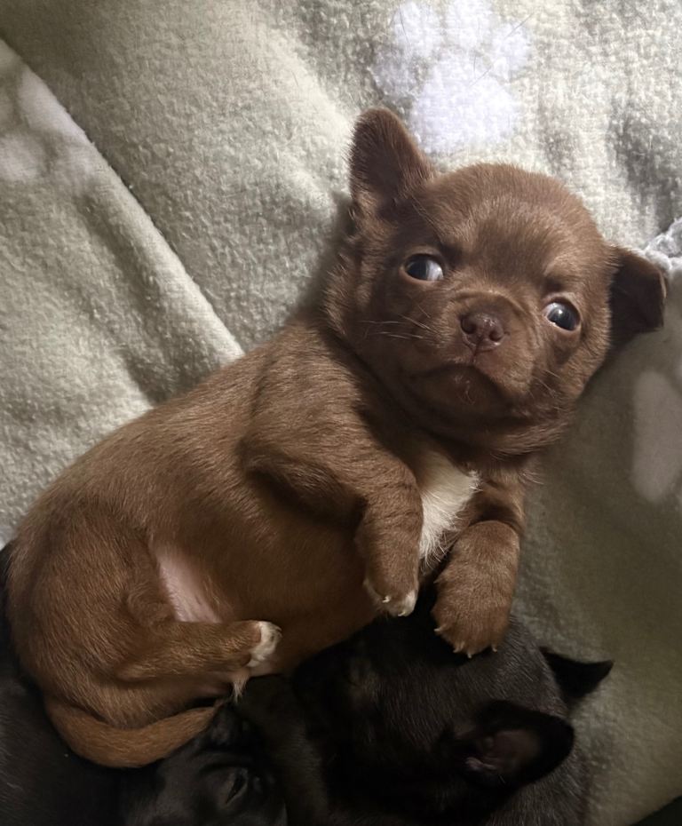Chihuahua puppies 