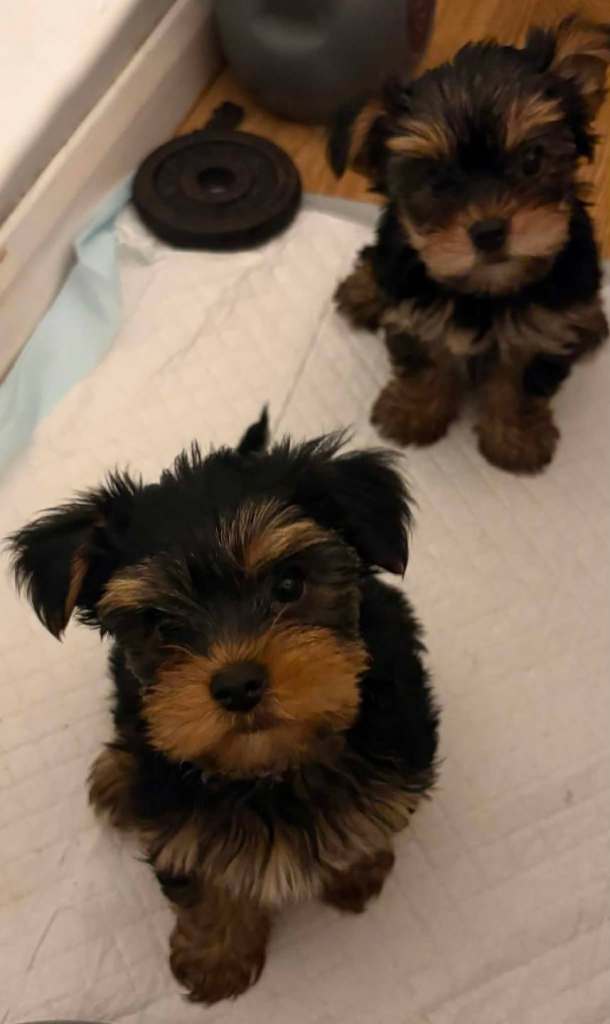 Beautiful Yorkshire Terrier Girls