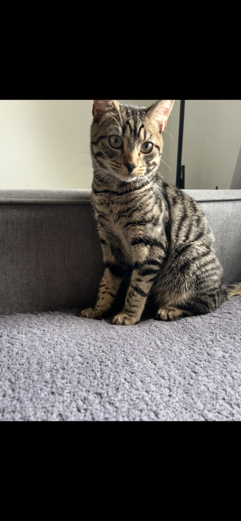 British Shorthair Kitten Looking for a Loving Home