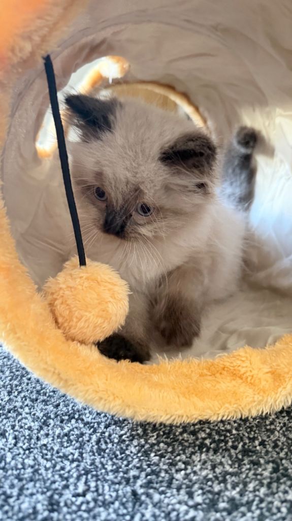 Adorable ragdoll kitten 