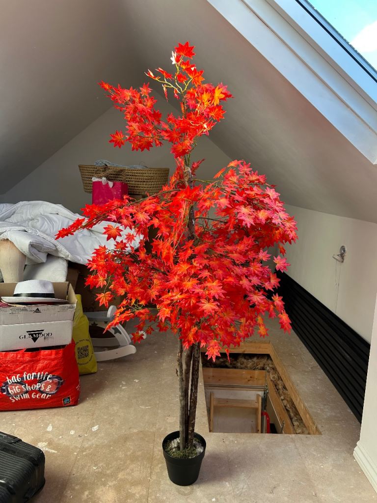 Japanese maple tree plastic 