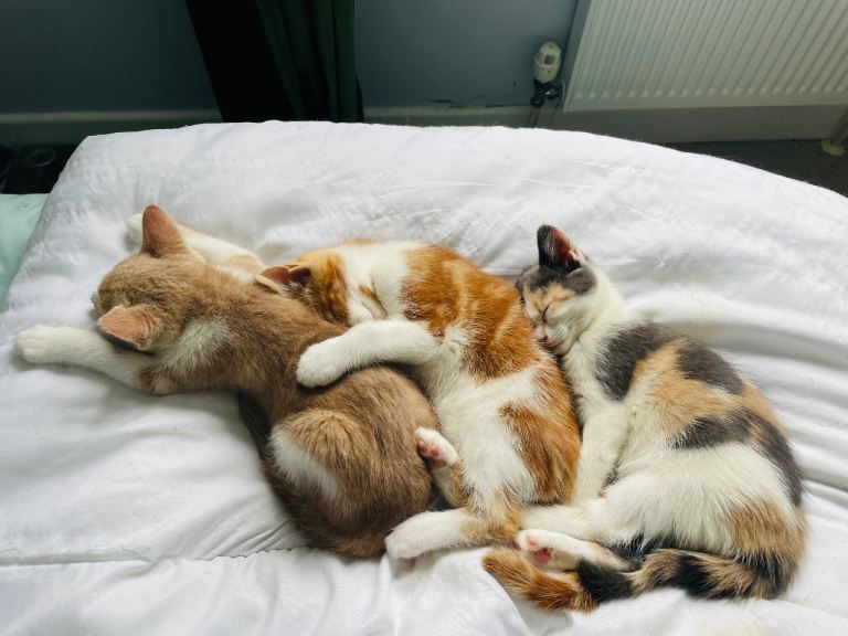 Beautiful kittens for new home