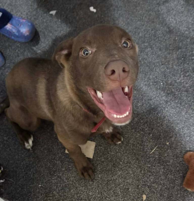 Dog for sell Arbroath area