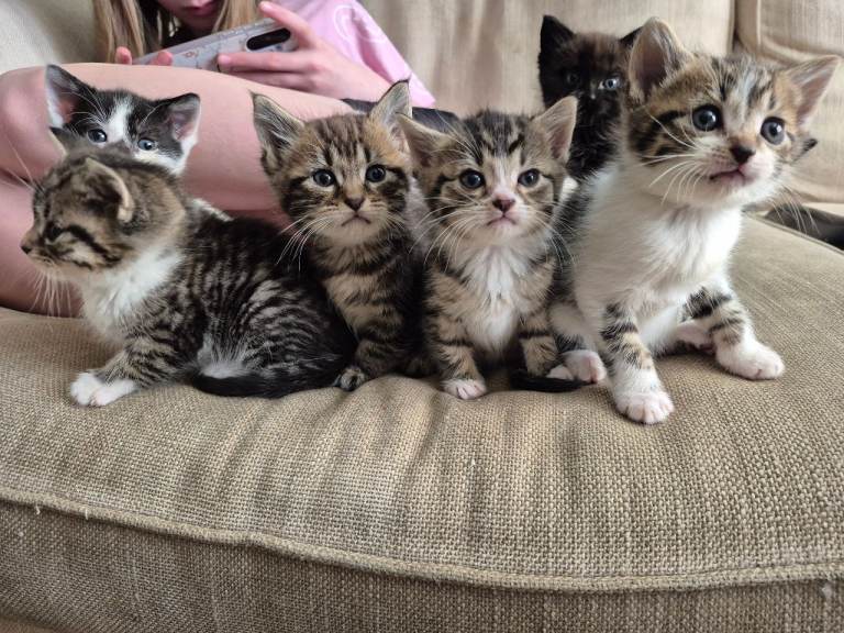 5 mixed breed kitten