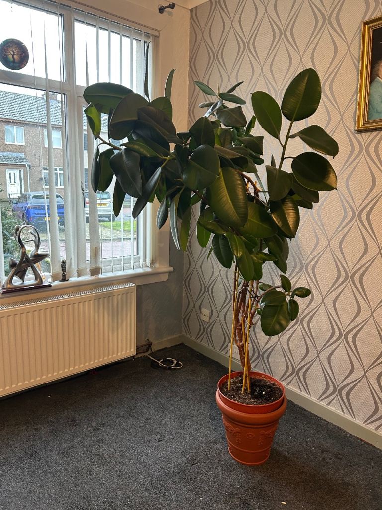 Rubber plant