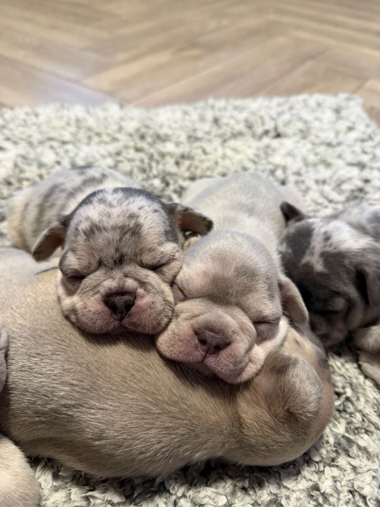 French bulldog puppies for sale LE5 2LT