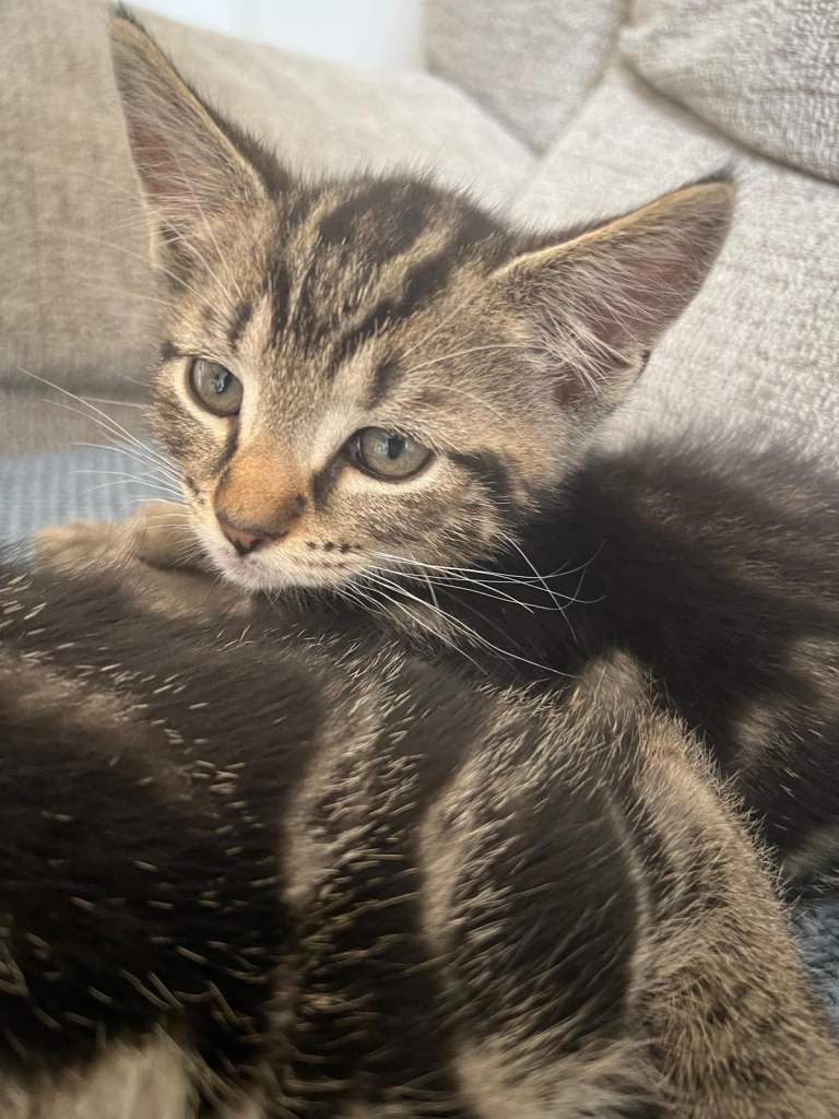 3 kittens, 2 tabby 1 black