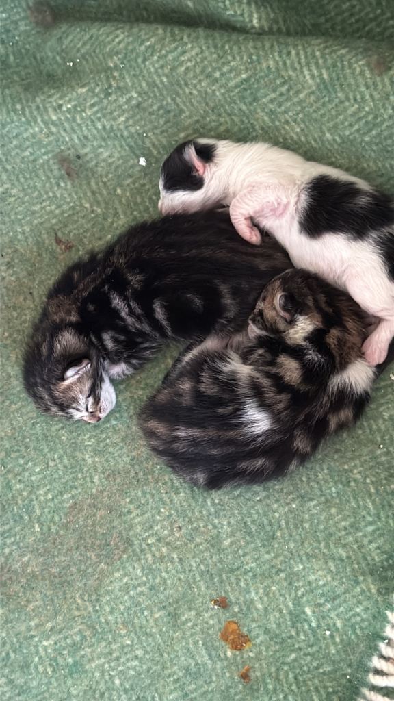3 long hair kittens 