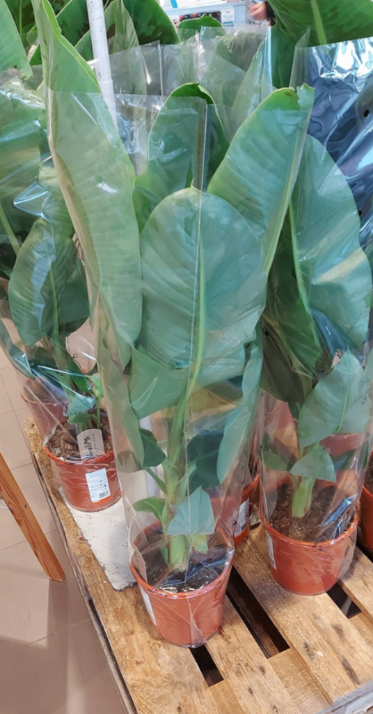 🆕🌿 Banana Trees 🍌 indoor or outdoor 