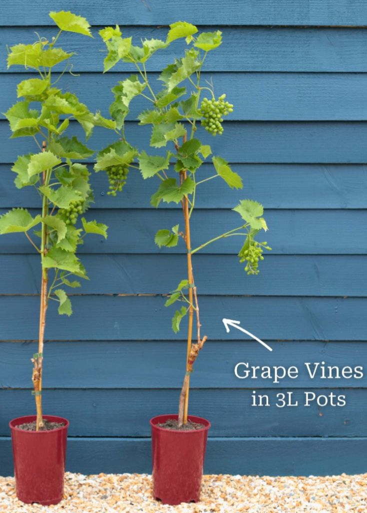 Fruit Trees: Fig, Blueberry 🫐, Apple 🍏, Pear 🍐 ,Cherry 🍒 Plant