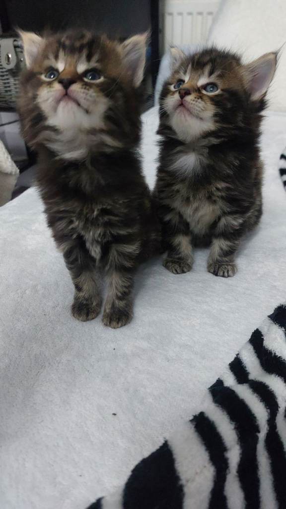 Long hair,fluffy kittens 