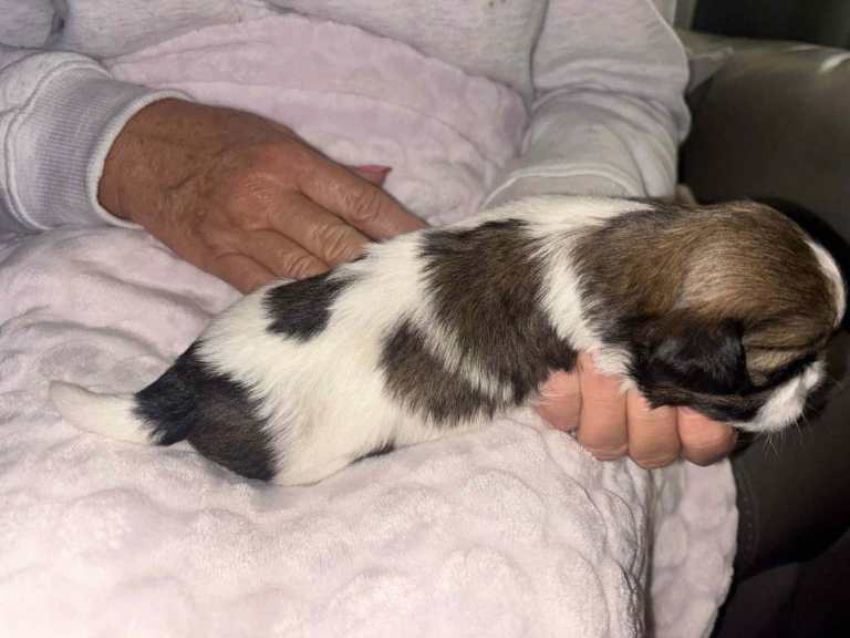 Shihtzu puppies