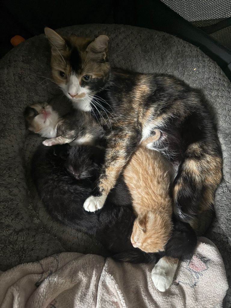 Adorable kittens 